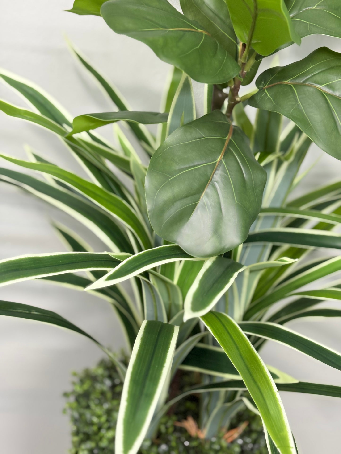 Long Spider Artificial + fiddle leaf Plant with Premium Planter – Perfect for Home & Office Decoration