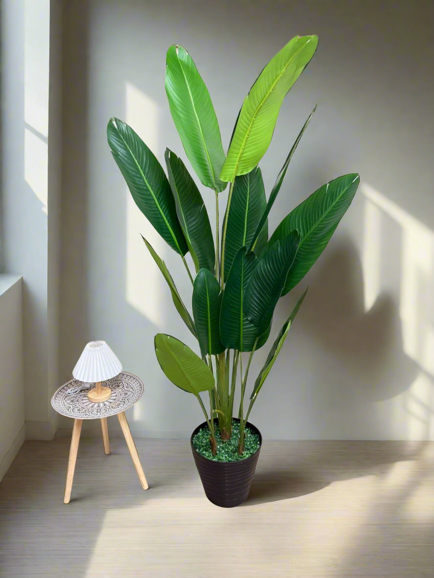 ATH-Bird's-Of-Paradise