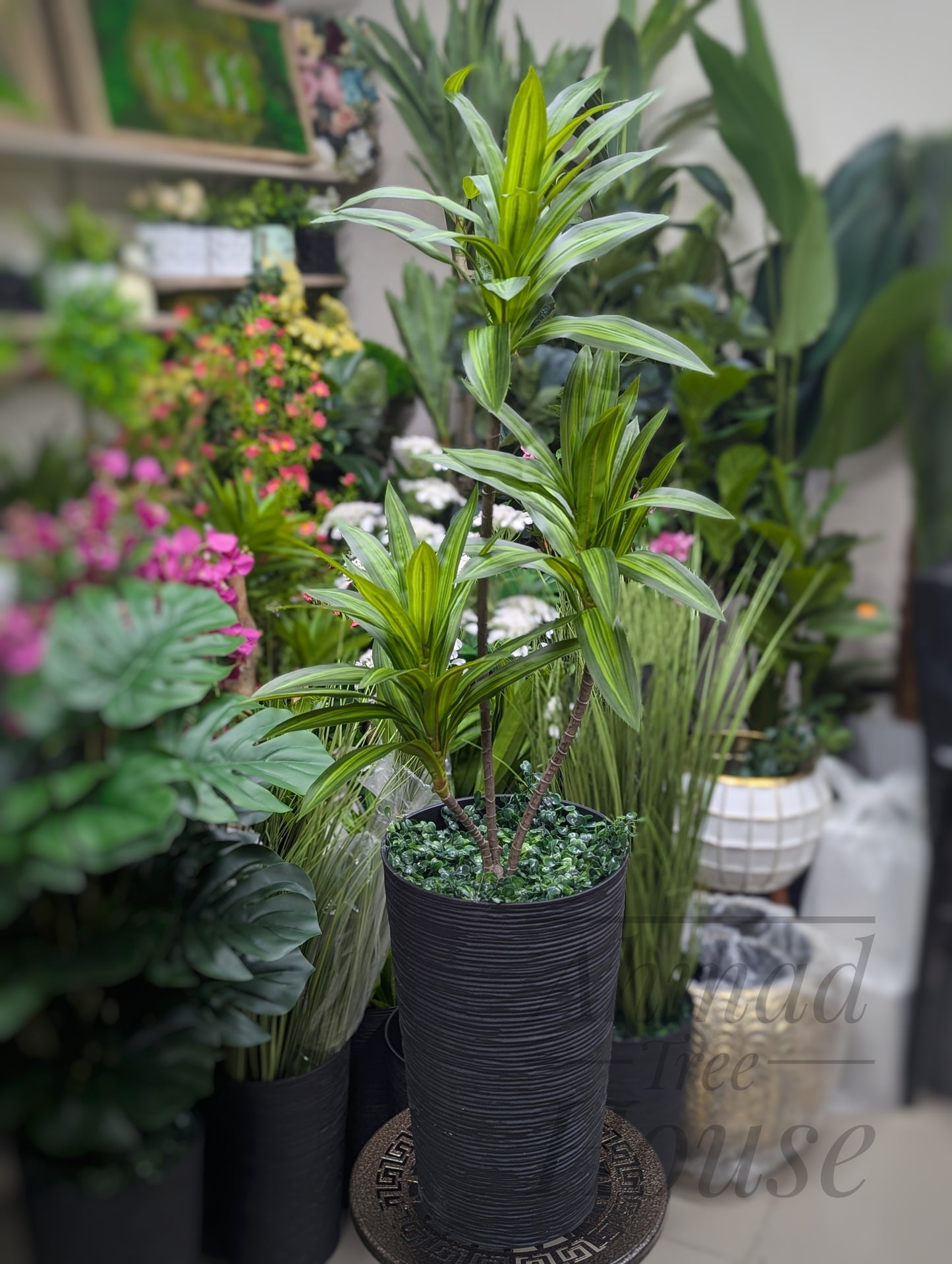 Spider Plant with Black Planter