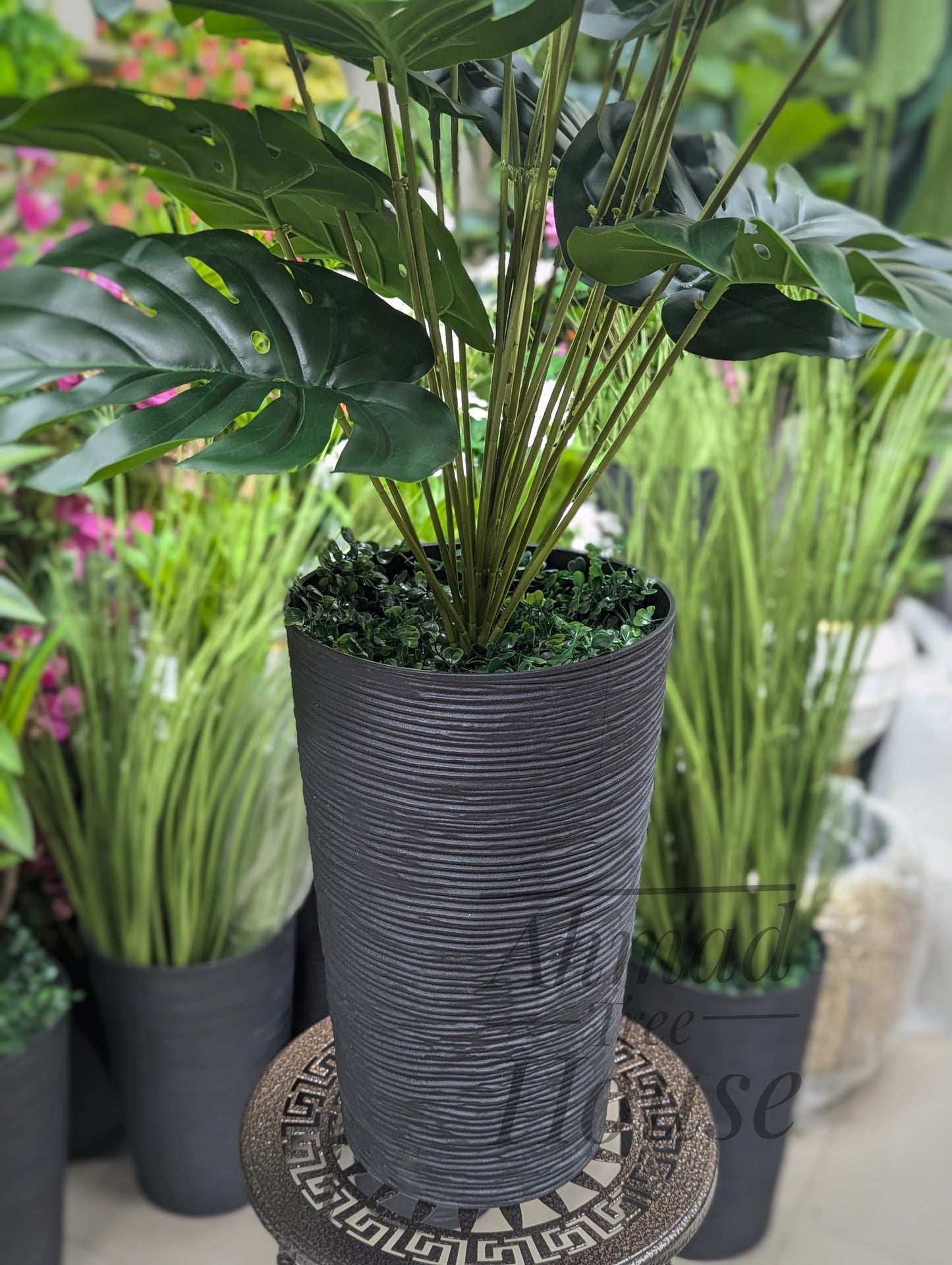 Monstera With Black Planter