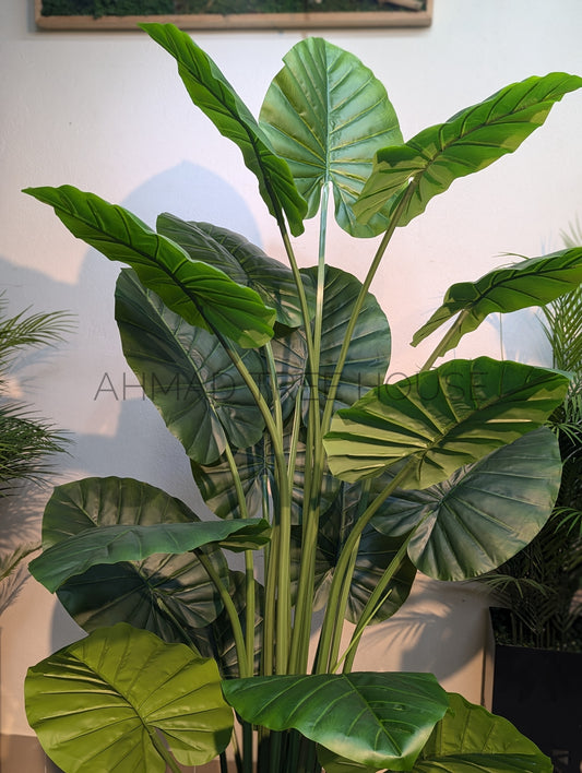 Alocasia Plant