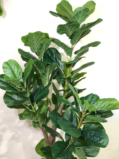 Premium Fiddle Leaf Plant – 5.5ft with Black Fiber Planter
