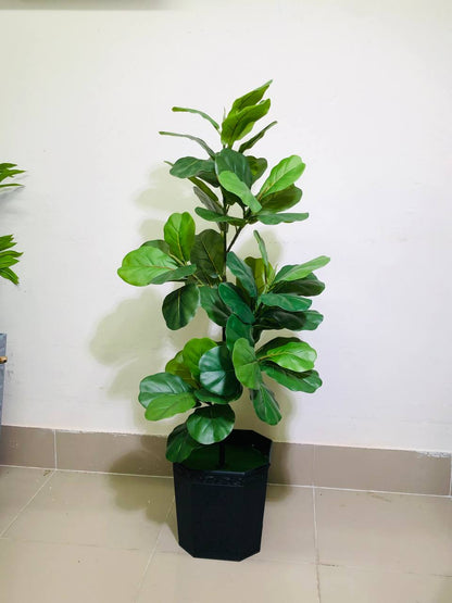 ATH -  Fiddle-leaf fig