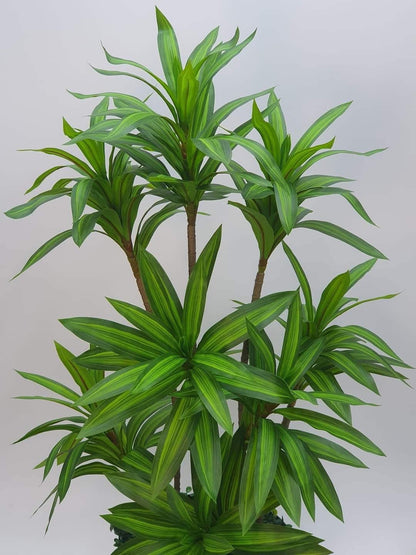 Ath-spider-plants