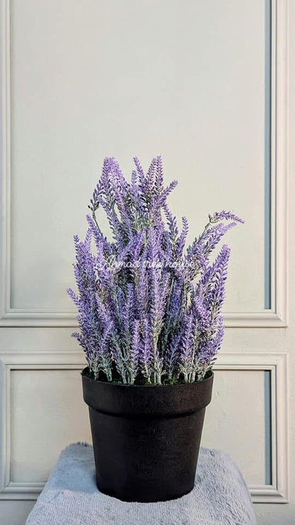 Ath-Lavender-with-regular-pot