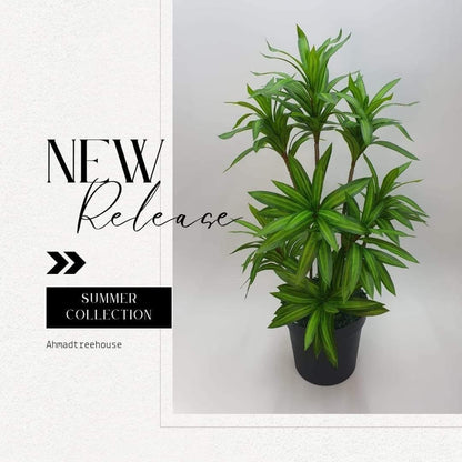 Ath-spider-plants