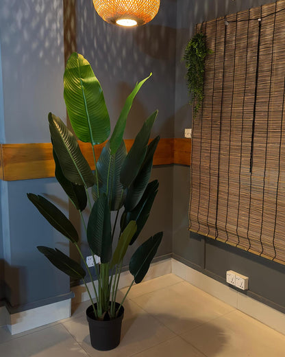 ATH-Bird's-Of-Paradise