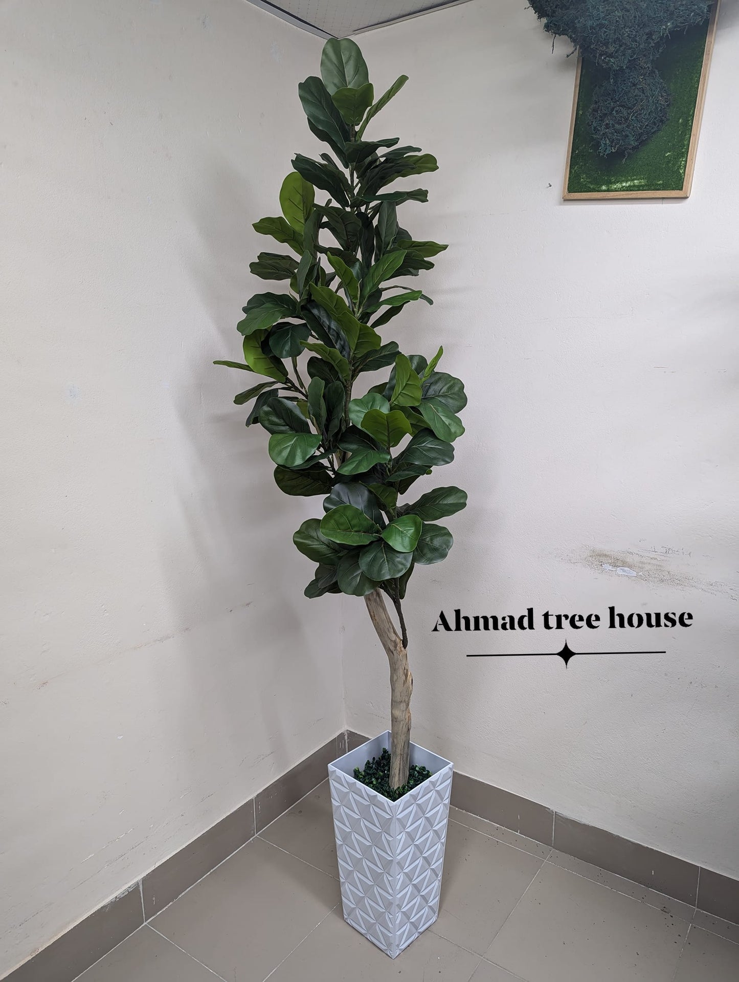 ATH Customise Fiddle Leaf Fig Plants with real body