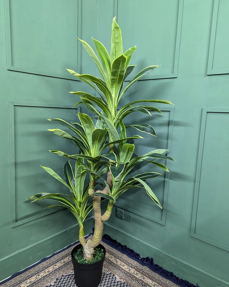 Premium Artificial Dracaena Fragrans Tree