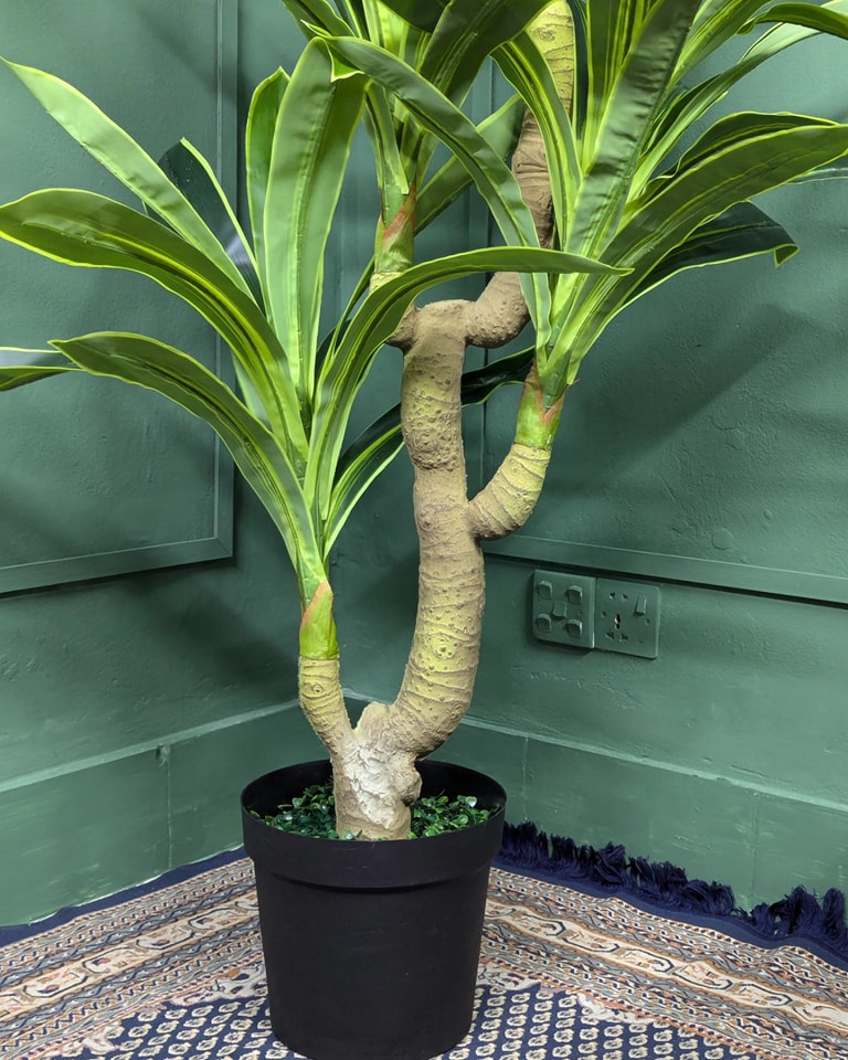 Premium Artificial Dracaena Fragrans Tree