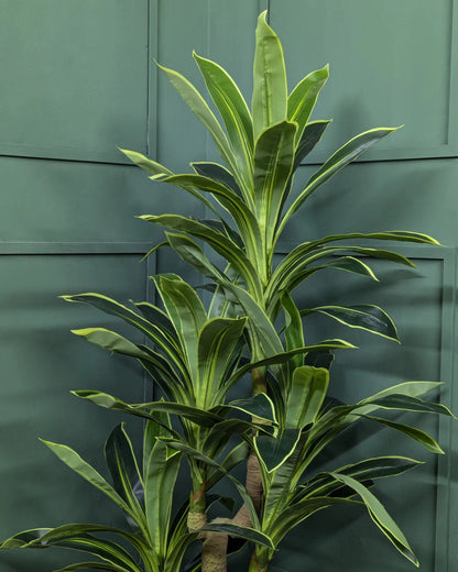 Premium Artificial Dracaena Fragrans Tree
