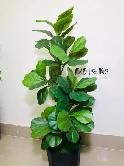 ATH -  Fiddle-leaf fig