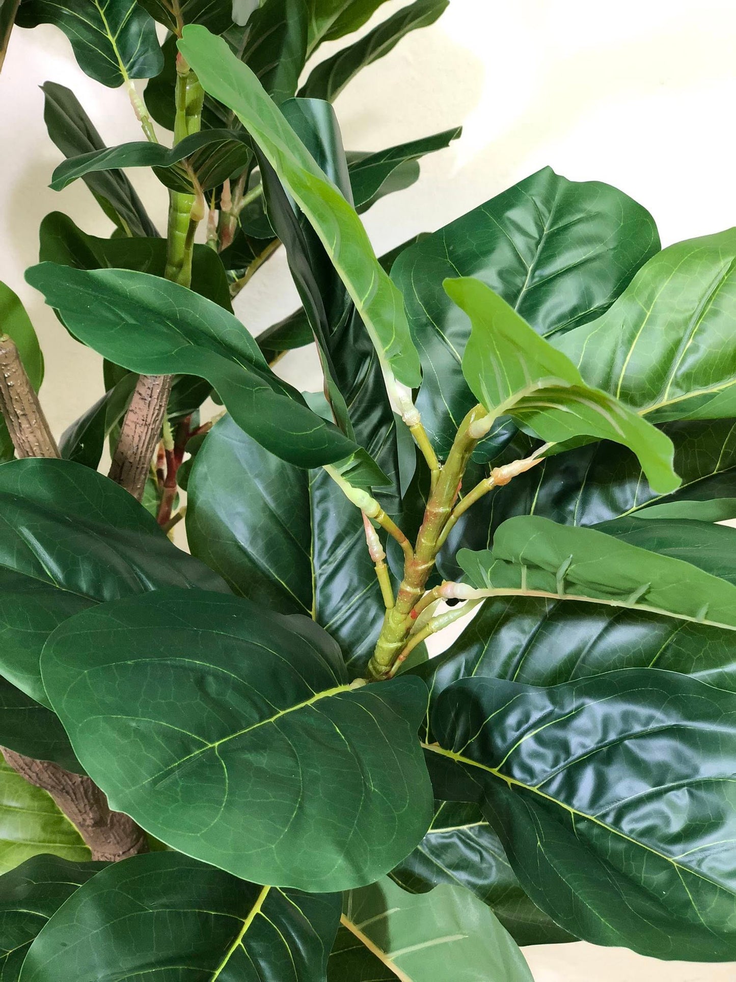 Signature Fiddle Leaf Fig with Decorative Black Fluted Pot