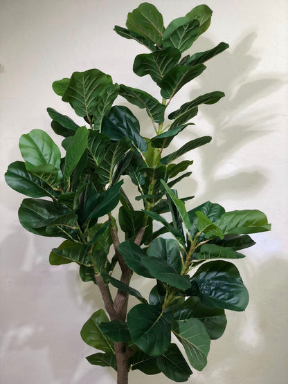 Signature Fiddle Leaf Fig with Decorative Black Fluted Pot