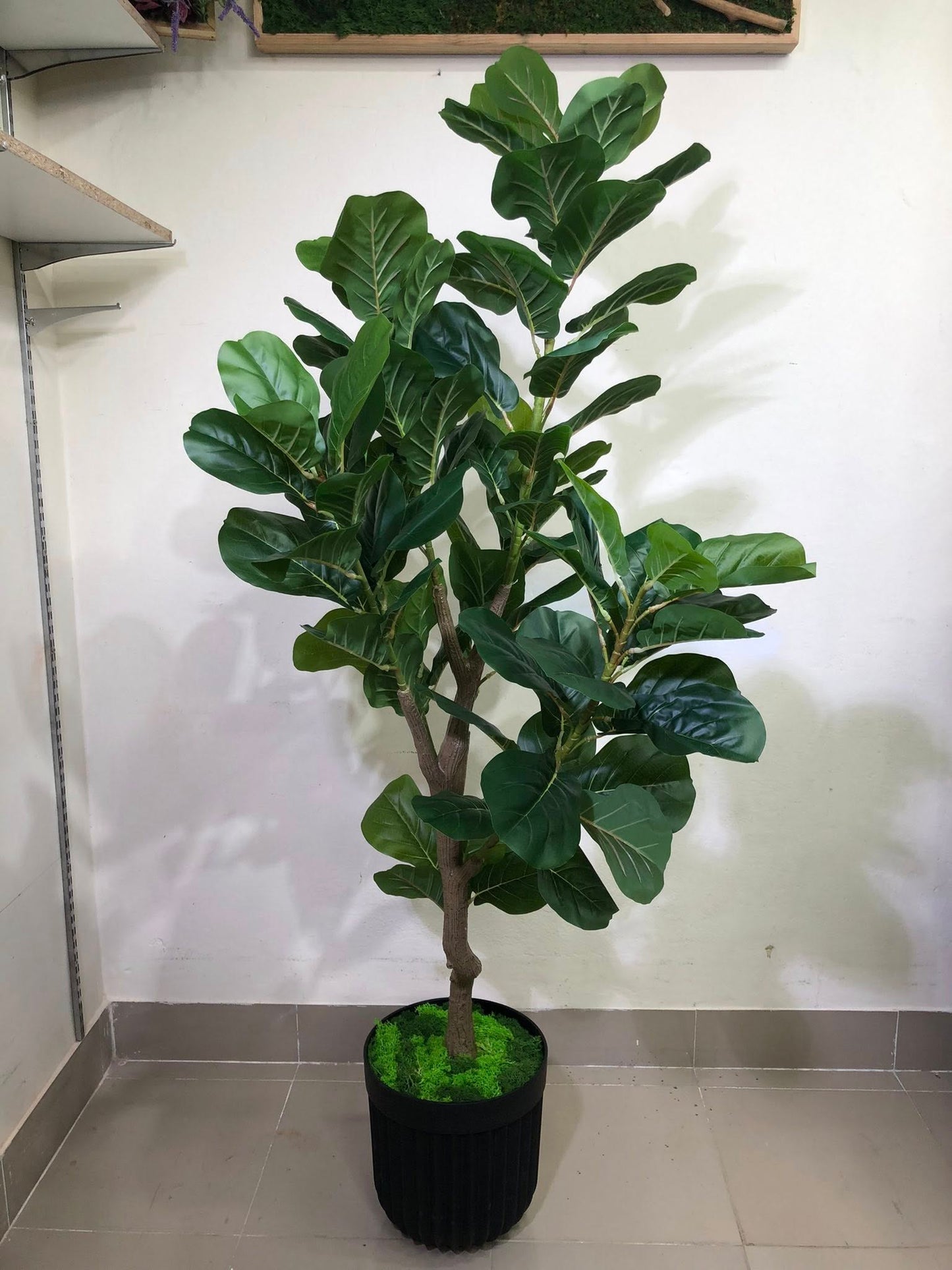 Signature Fiddle Leaf Fig with Decorative Black Fluted Pot