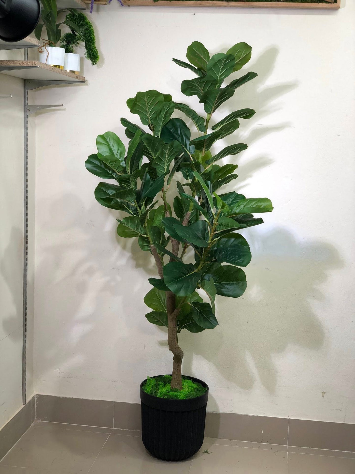 Signature Fiddle Leaf Fig with Decorative Black Fluted Pot
