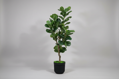 Signature Fiddle Leaf Fig with Decorative Black Fluted Pot