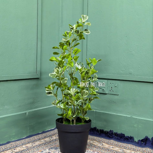 Artificial Ficus Tineke