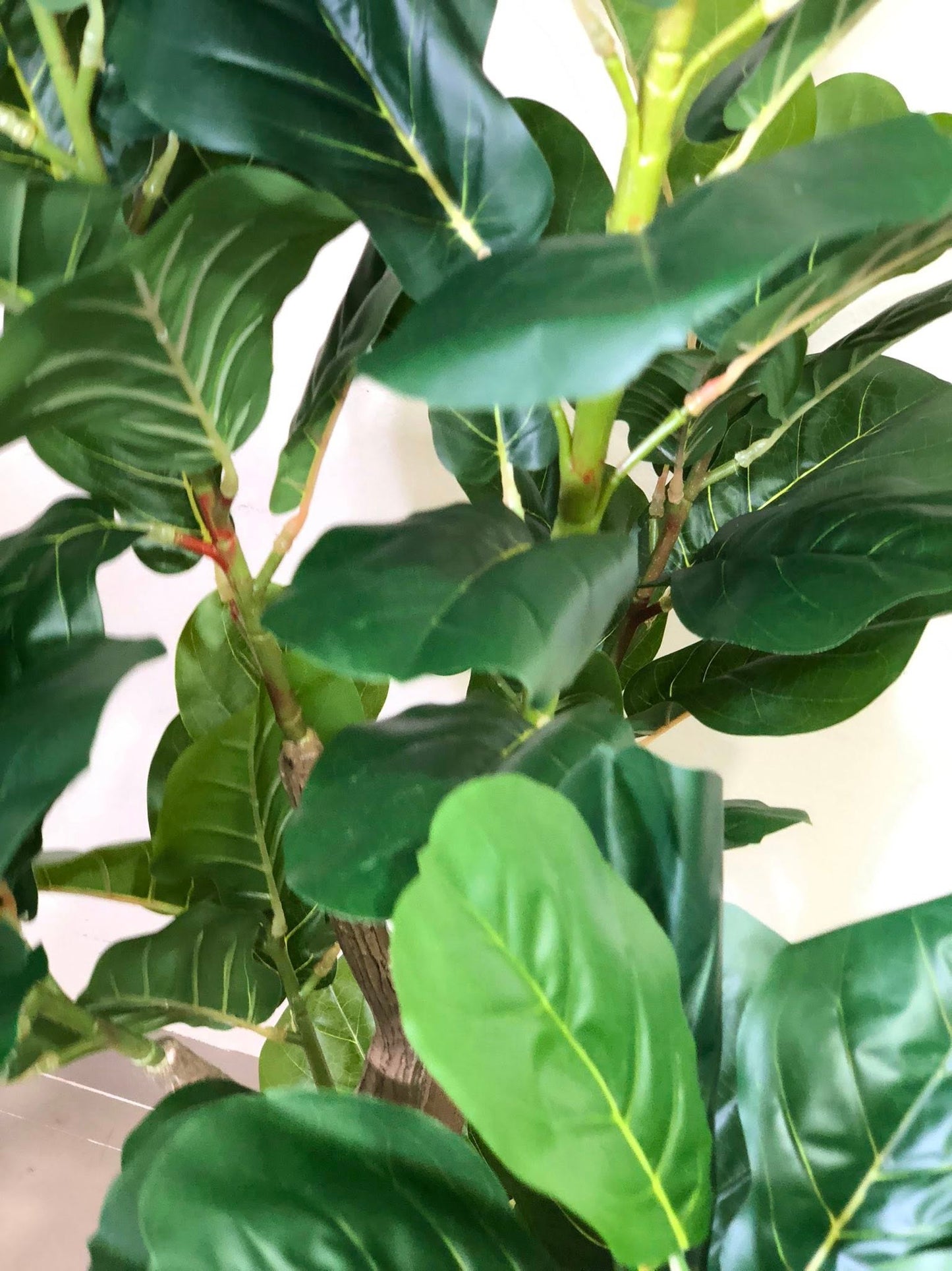 Signature Fiddle Leaf Fig with Decorative Black Fluted Pot