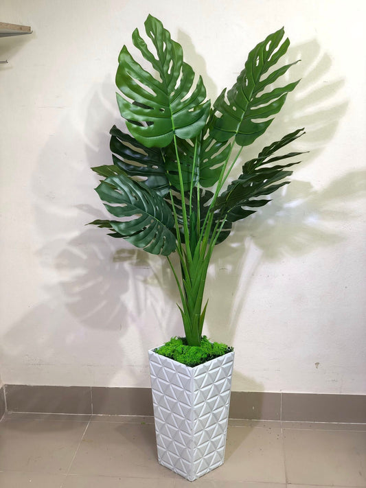 Monstera with Woden planter