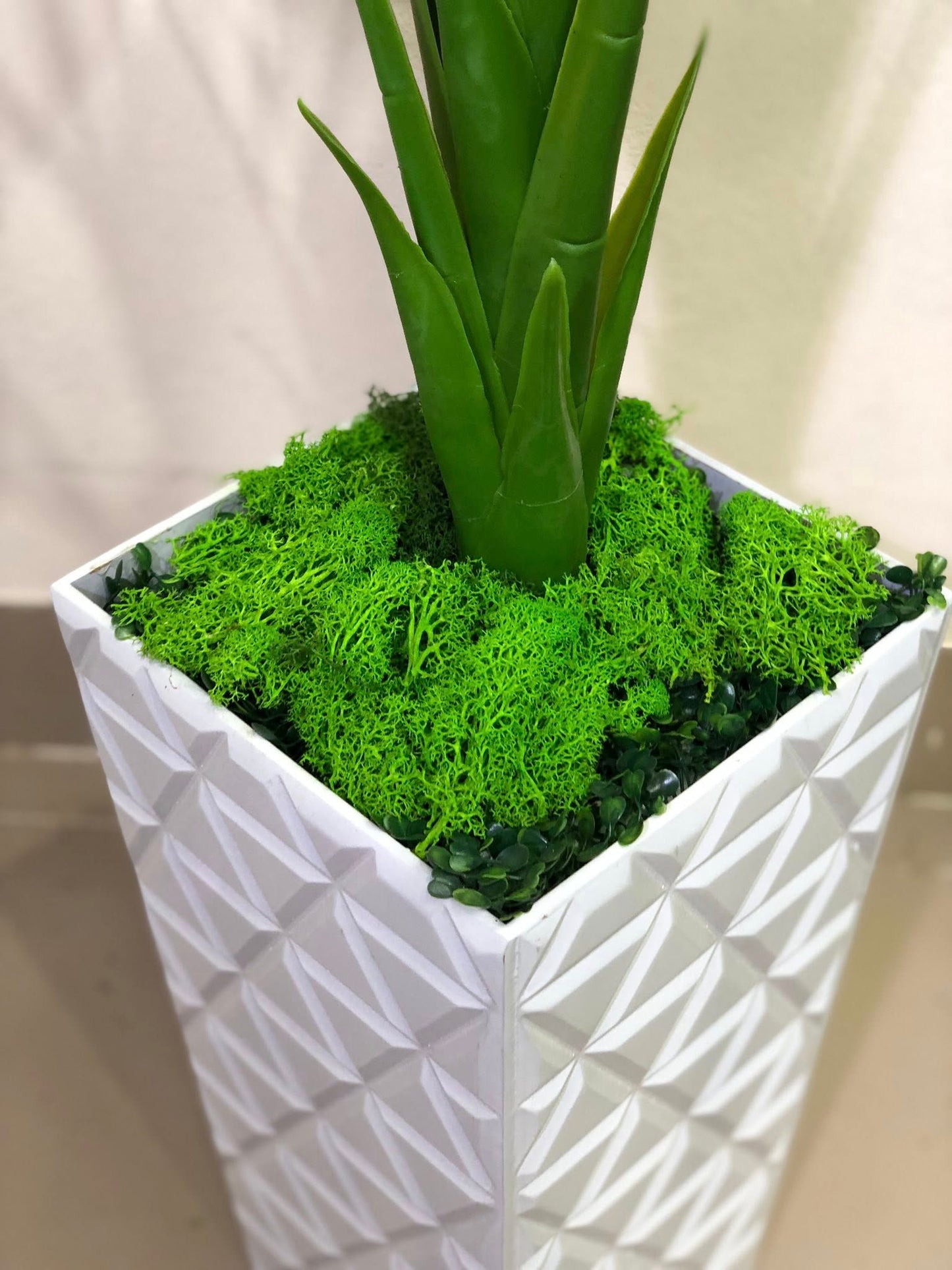 Monstera with Woden planter