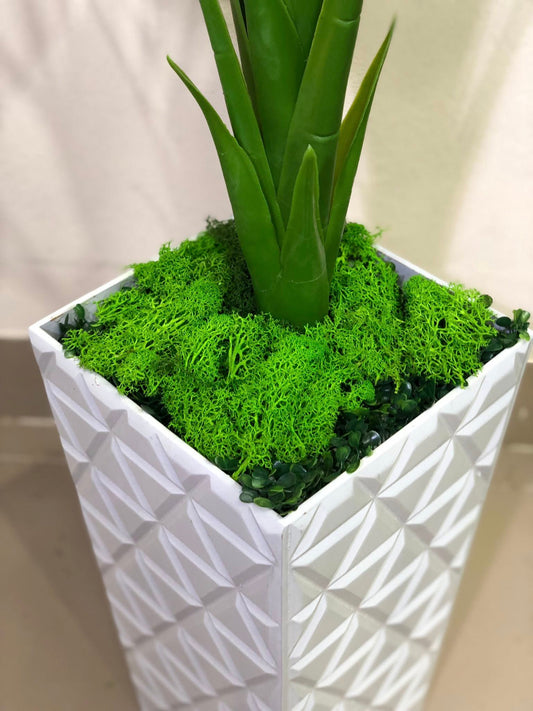 Monstera with Woden planter