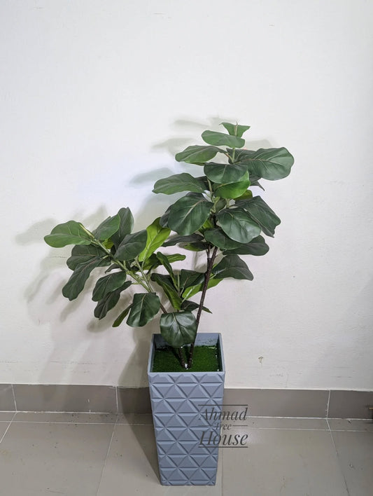 Fiddle leaf with ash wooden planter