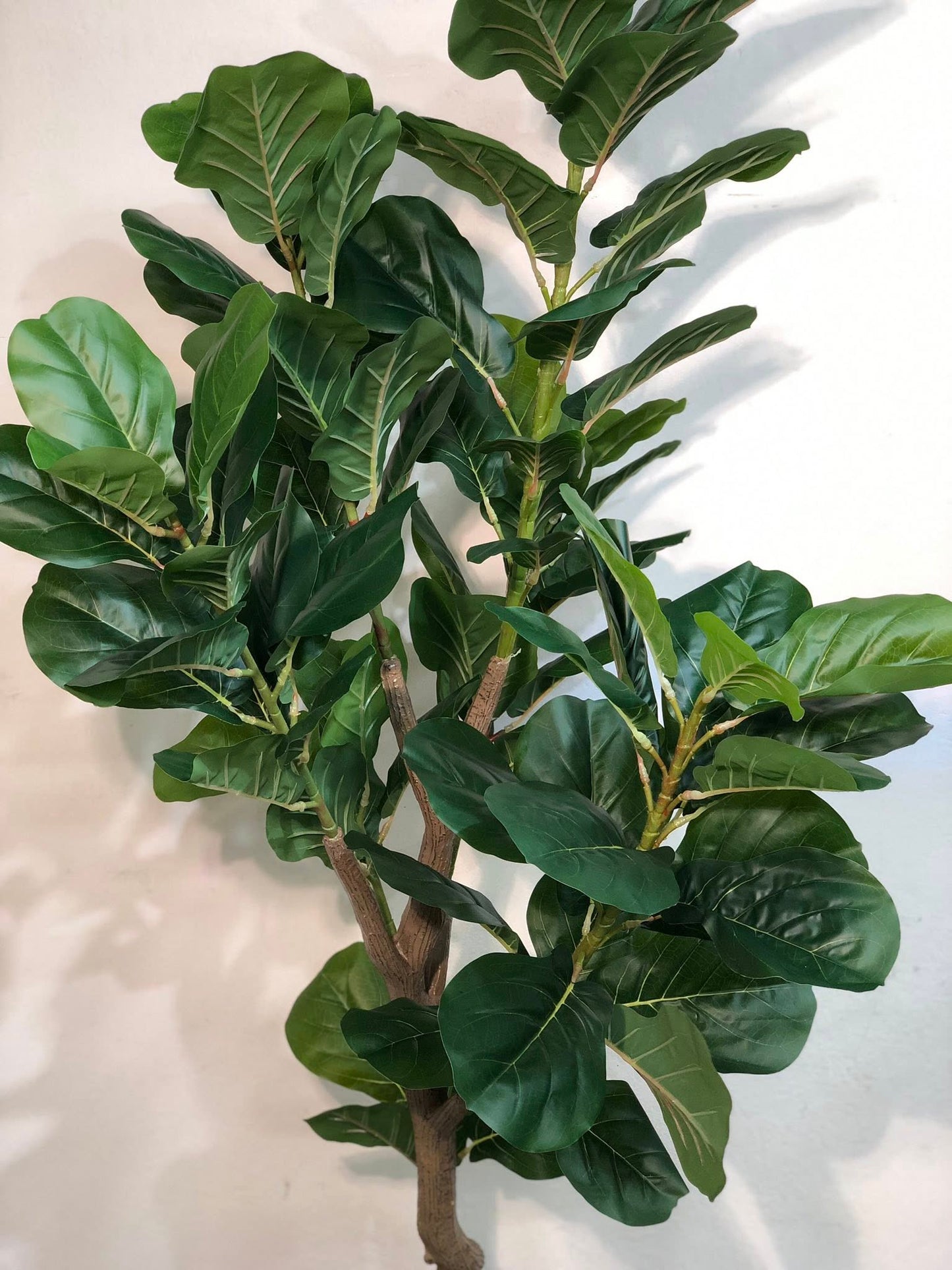 Signature Fiddle Leaf Fig with Decorative Black Fluted Pot