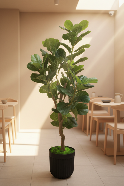 Signature Fiddle Leaf Fig with Decorative Black Fluted Pot