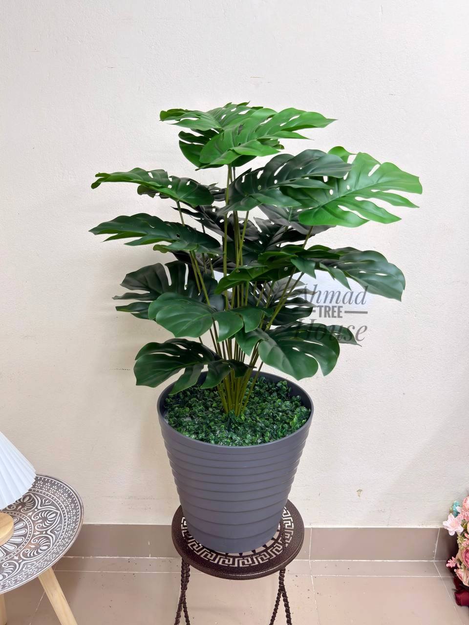 Premium 3ft Monstera – Premium Rubber Plant