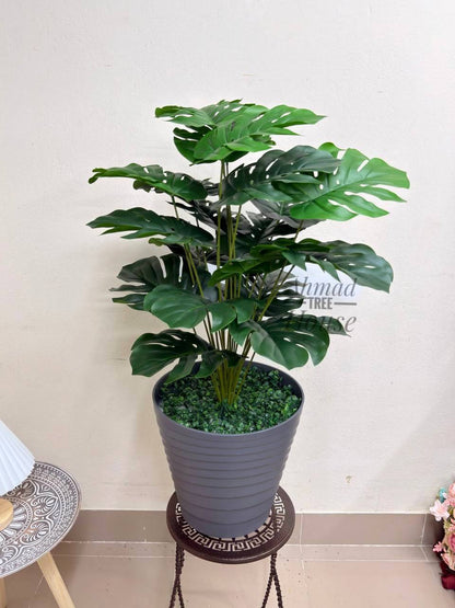 Premium 3ft Monstera – Premium Rubber Plant