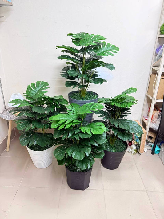 Premium 3ft Monstera – Premium Rubber Plant