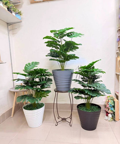 Premium 3ft Monstera – Premium Rubber Plant