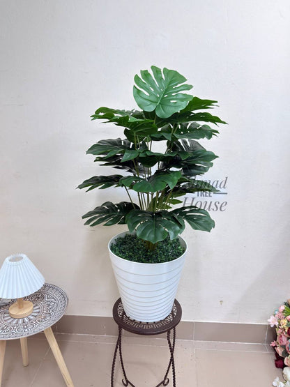 Premium 3ft Monstera – Premium Rubber Plant