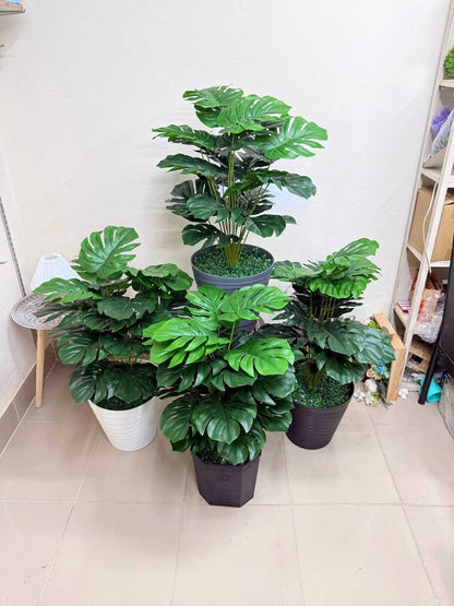 Premium 3ft Monstera – Premium Rubber Plant