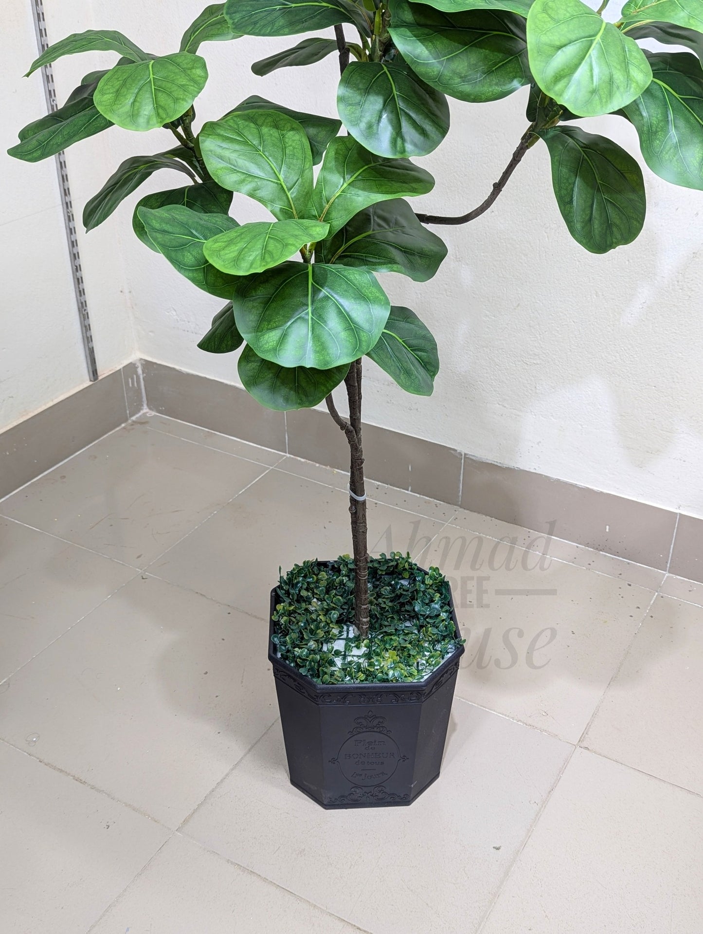 Premium Medium Fiddle Leaf Plant for Home & Office