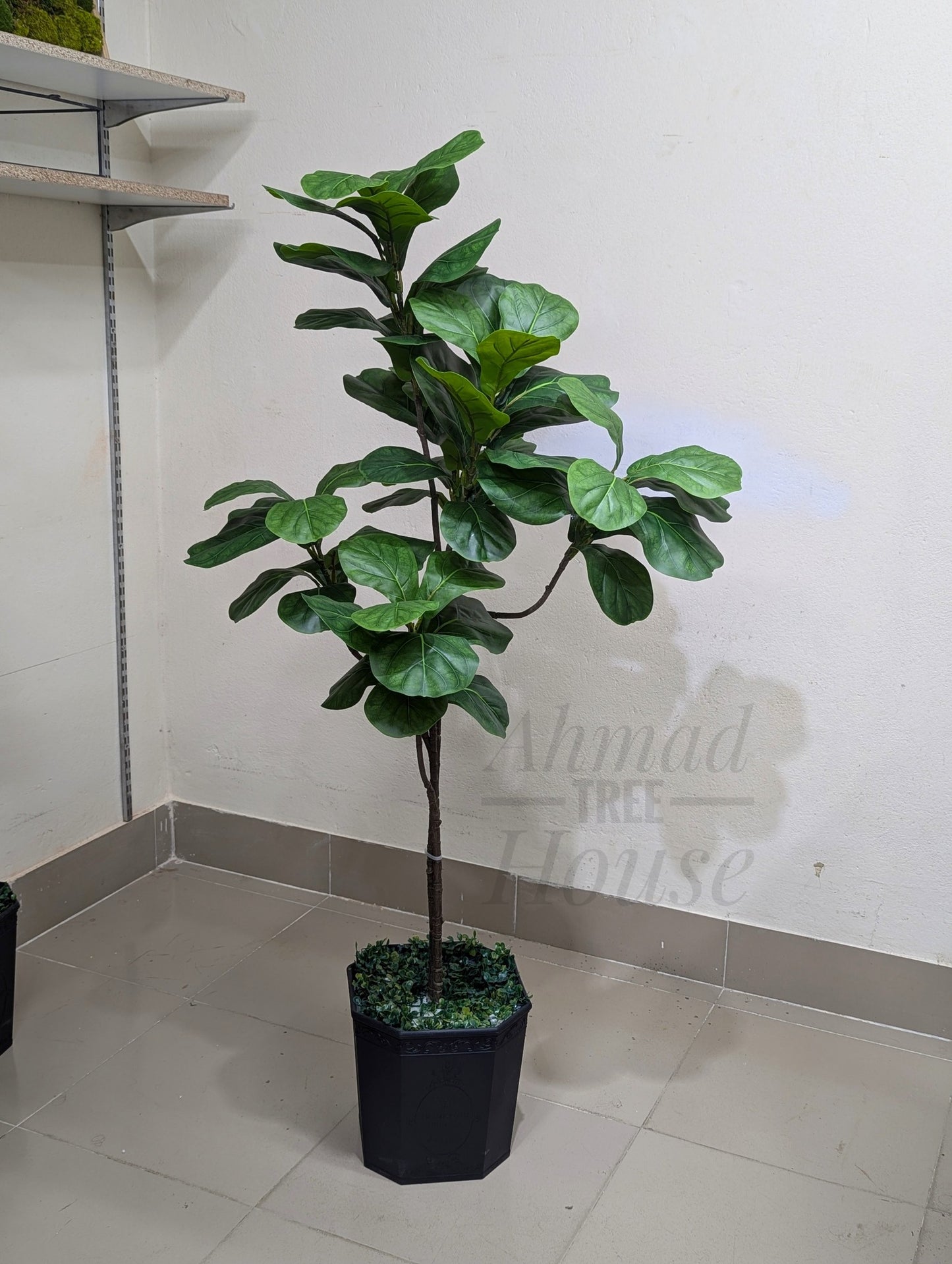 Premium Medium Fiddle Leaf Plant for Home & Office