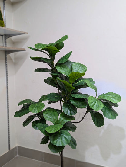 Premium Medium Fiddle Leaf Plant for Home & Office