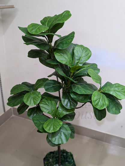Premium Medium Fiddle Leaf Plant for Home & Office