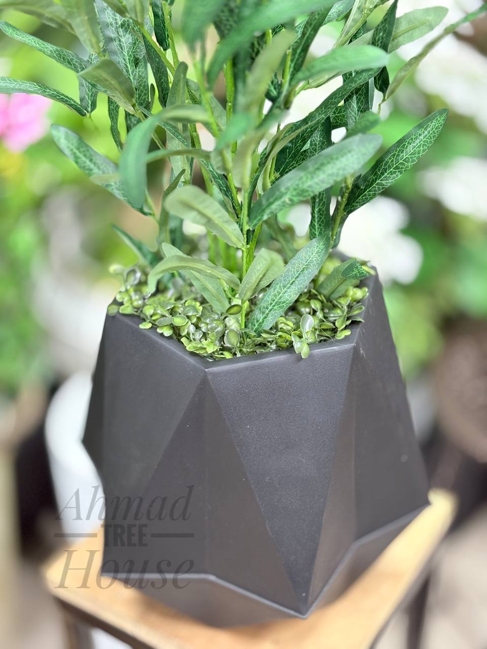 Olive Tree Stick – Small Plant With Premium Planter