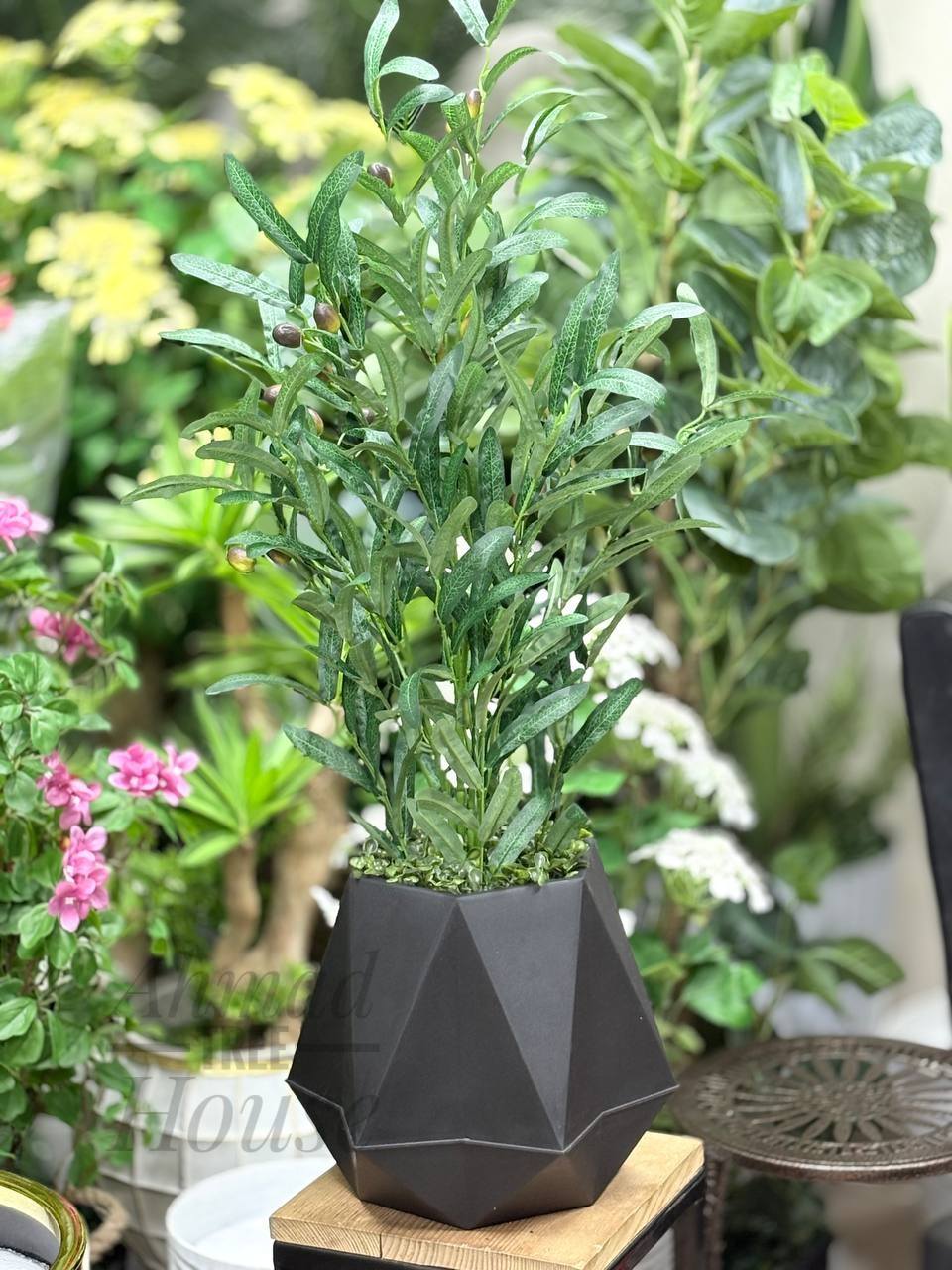 Olive Tree Stick – Small Plant With Premium Planter