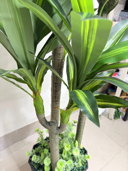 6ft Big Spider Plant With Premium Luxury Planter