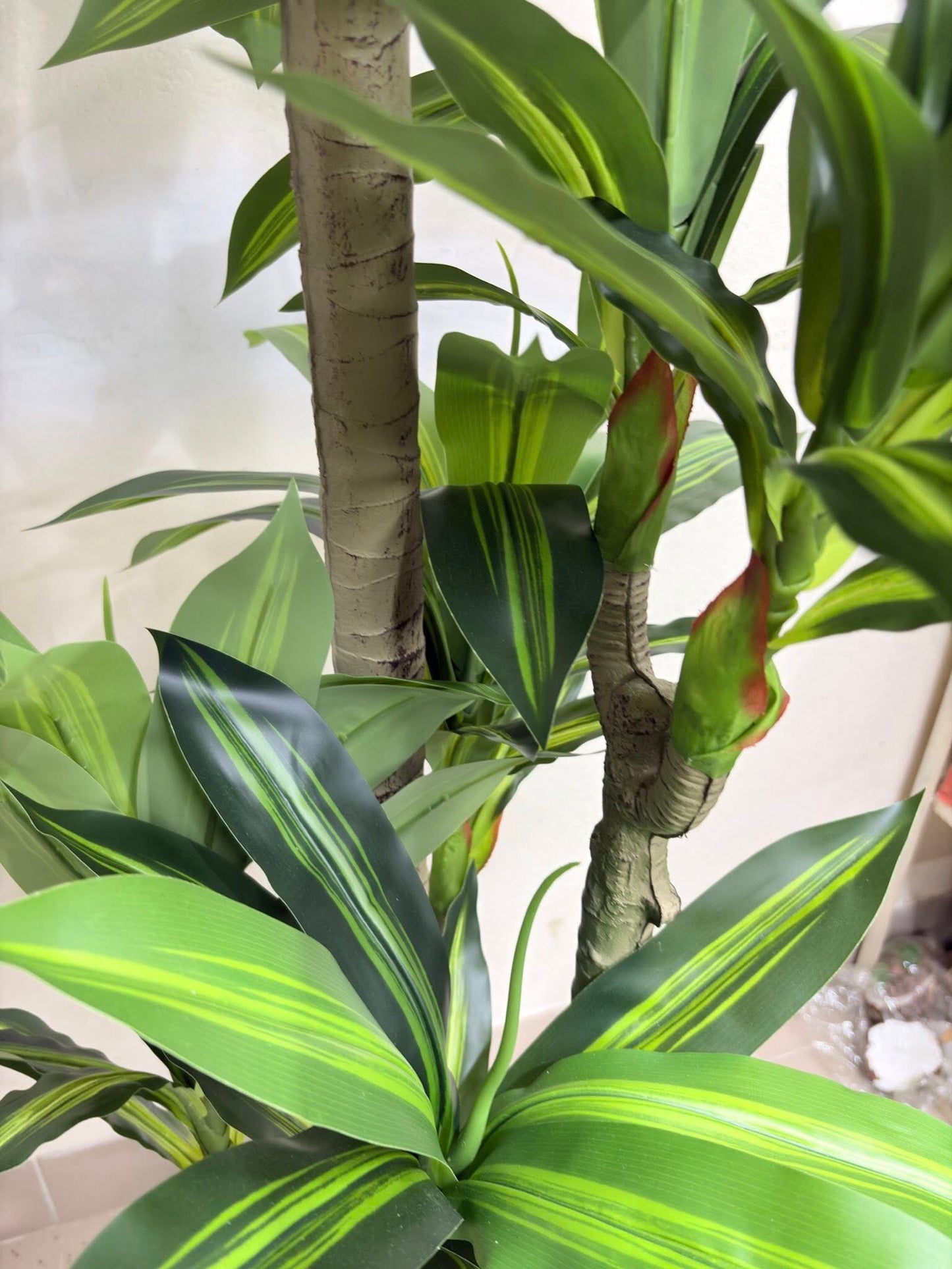 6ft Big Spider Plant With Premium Luxury Planter