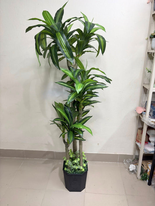 6ft Big Spider Plant With Premium Luxury Planter