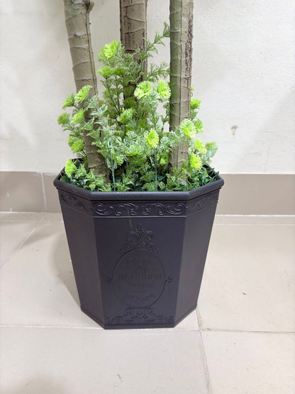 6ft Big Spider Plant With Premium Luxury Planter