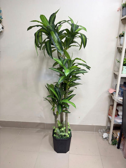 6ft Big Spider Plant With Premium Luxury Planter