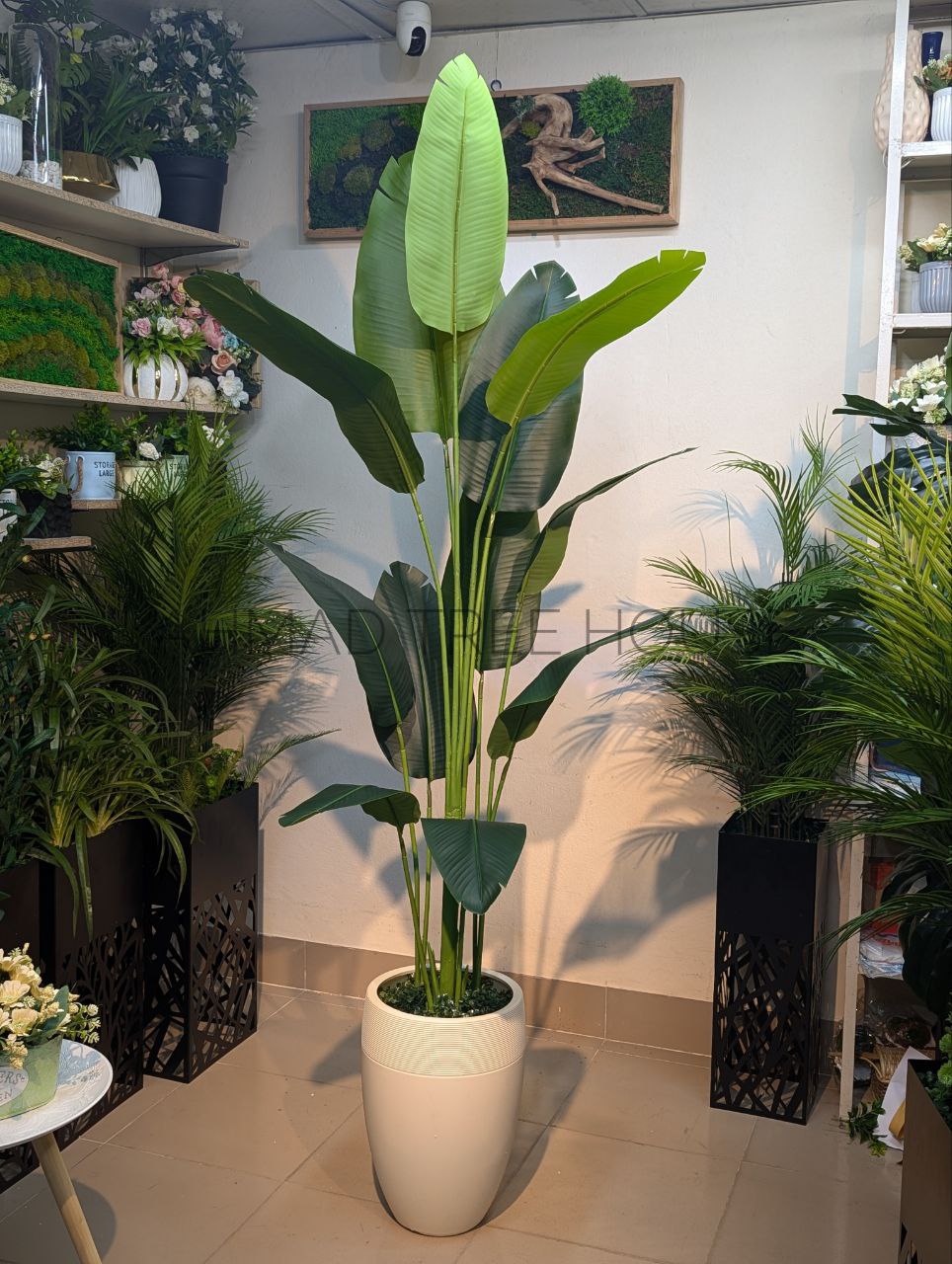 Bird of Paradise with Large White Egg-Shaped Planter