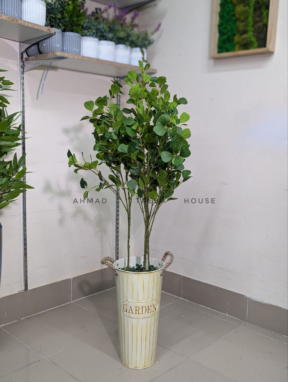 Ficus Plant with Garden Vase