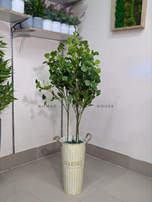 Ficus Plant with Garden Vase