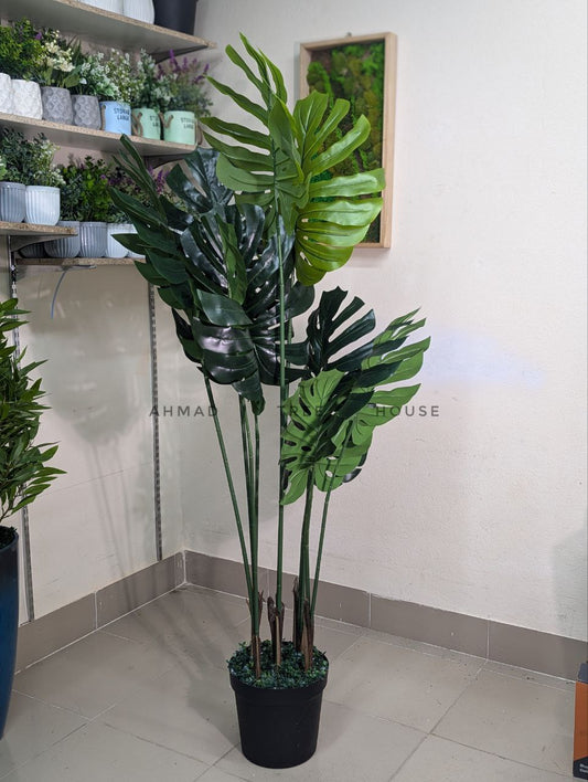 Monstera